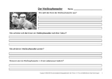 Weißkopfseeadler-Fragen-3.pdf